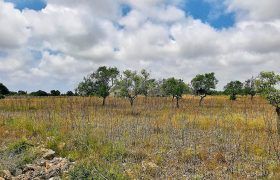 Terreno edificable en una excelente ubicación junto a Ses Salines