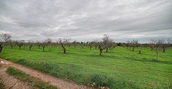Terreno edificable en venta en entre Llucmajor y Campos