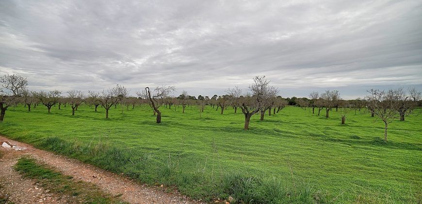 Terreno edificable en venta en entre Llucmajor y Campos