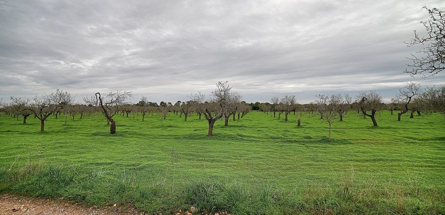 Terreno edificable en venta en entre Llucmajor y Campos