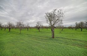 Terreno edificable en venta en entre Llucmajor y Campos