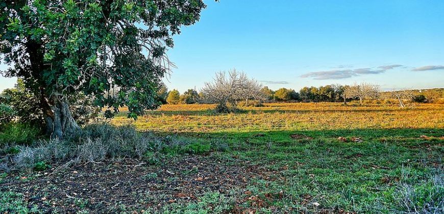 Casa de campo a renovar en venta en Ses Salines