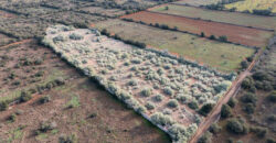 Rural plot for sale with project and power near Ses Salines in Campos