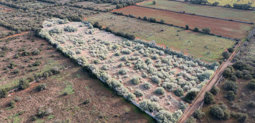 Rural plot for sale with project and power near Ses Salines in Campos