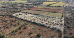 Rural plot for sale with project and power near Ses Salines in Campos