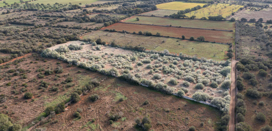 Rural plot for sale with project and power near Ses Salines in Campos