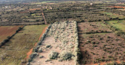 Rural plot for sale with project and power near Ses Salines in Campos