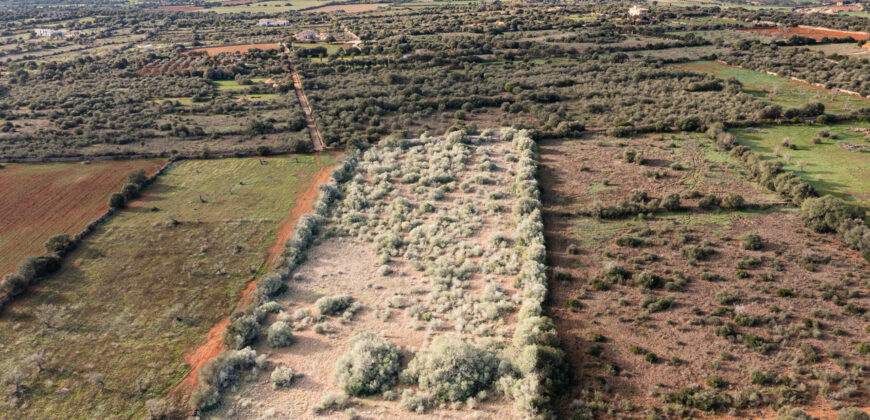 Rural plot for sale with project and power near Ses Salines in Campos