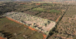 Rural plot for sale with project and power near Ses Salines in Campos