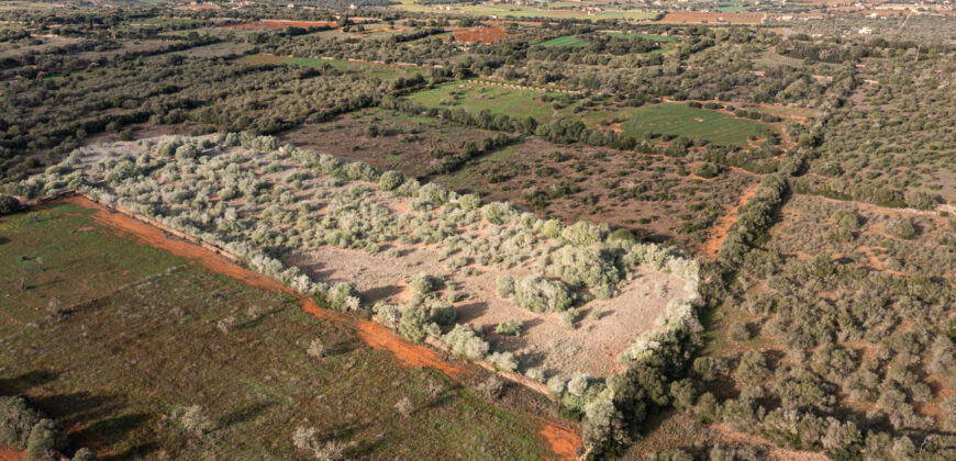 Rural plot for sale with project and power near Ses Salines in Campos