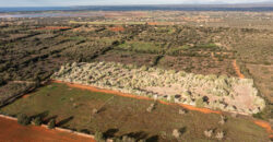 Rural plot for sale with project and power near Ses Salines in Campos