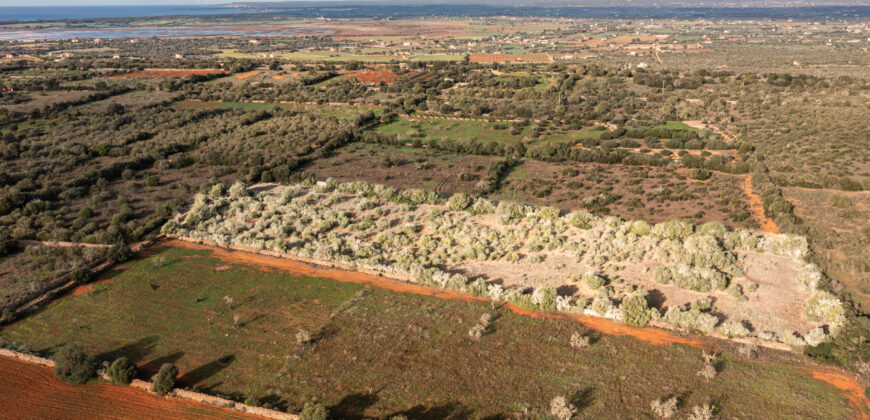 Rural plot for sale with project and power near Ses Salines in Campos