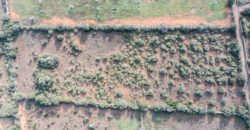 Rural plot for sale with project and power near Ses Salines in Campos