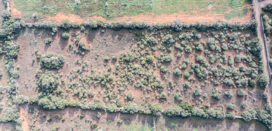 Rural plot for sale with project and power near Ses Salines in Campos