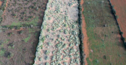 Rural plot for sale with project and power near Ses Salines in Campos