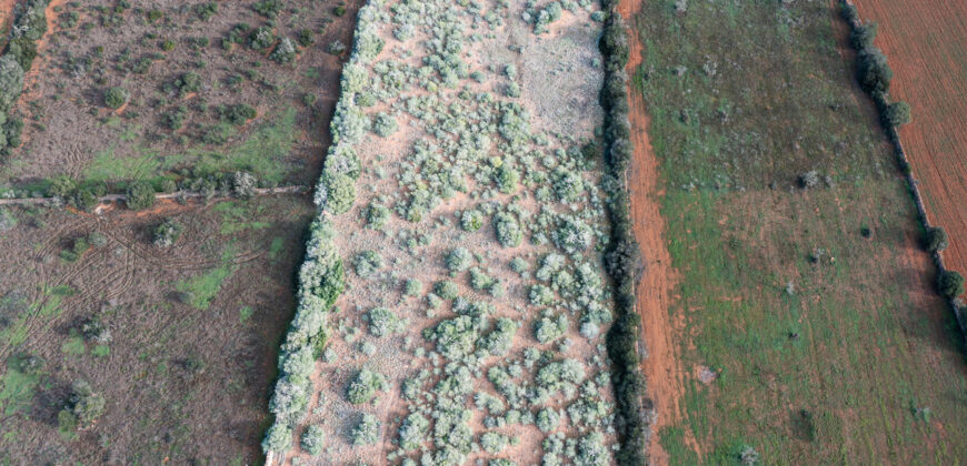 Rural plot for sale with project and power near Ses Salines in Campos