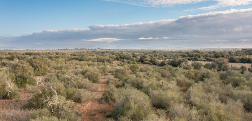 Rural plot for sale with project and power near Ses Salines in Campos