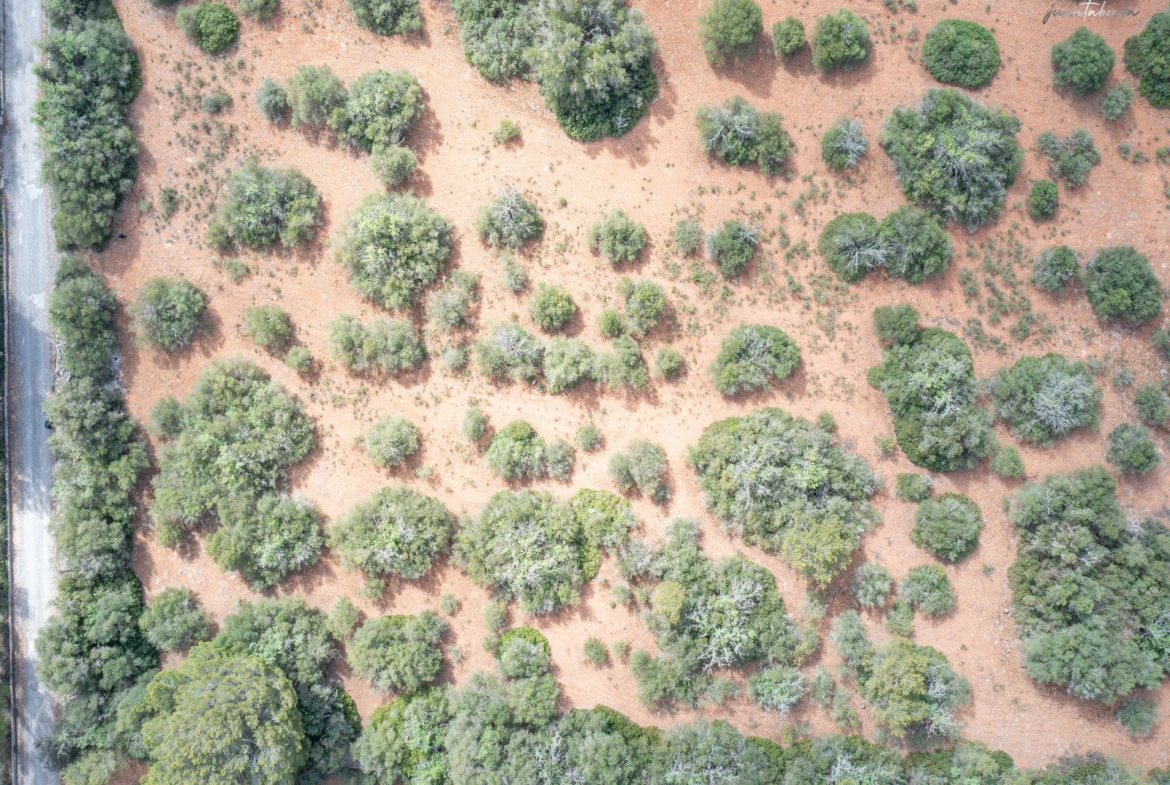 Buildable Rural Land Near Porreres, Mallorca – 20,100 m²