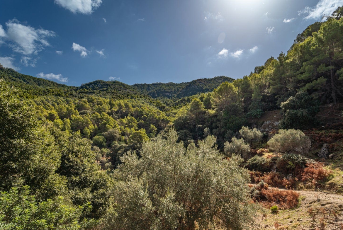 Historic Estate with Defense Tower and 311 Hectares with Sea Views Near Estellencs