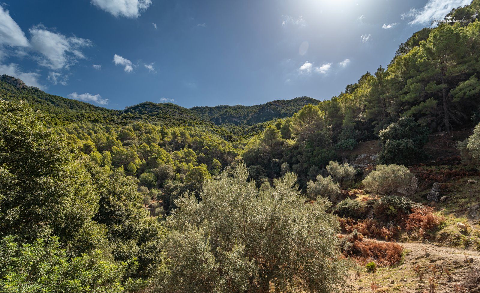 1304-Posesion-historica-en-venta-en-Mallorca-27-Copiar.jpg Historic Estate with Defense Tower and 311 Hectares with Sea Views Near Estellencs