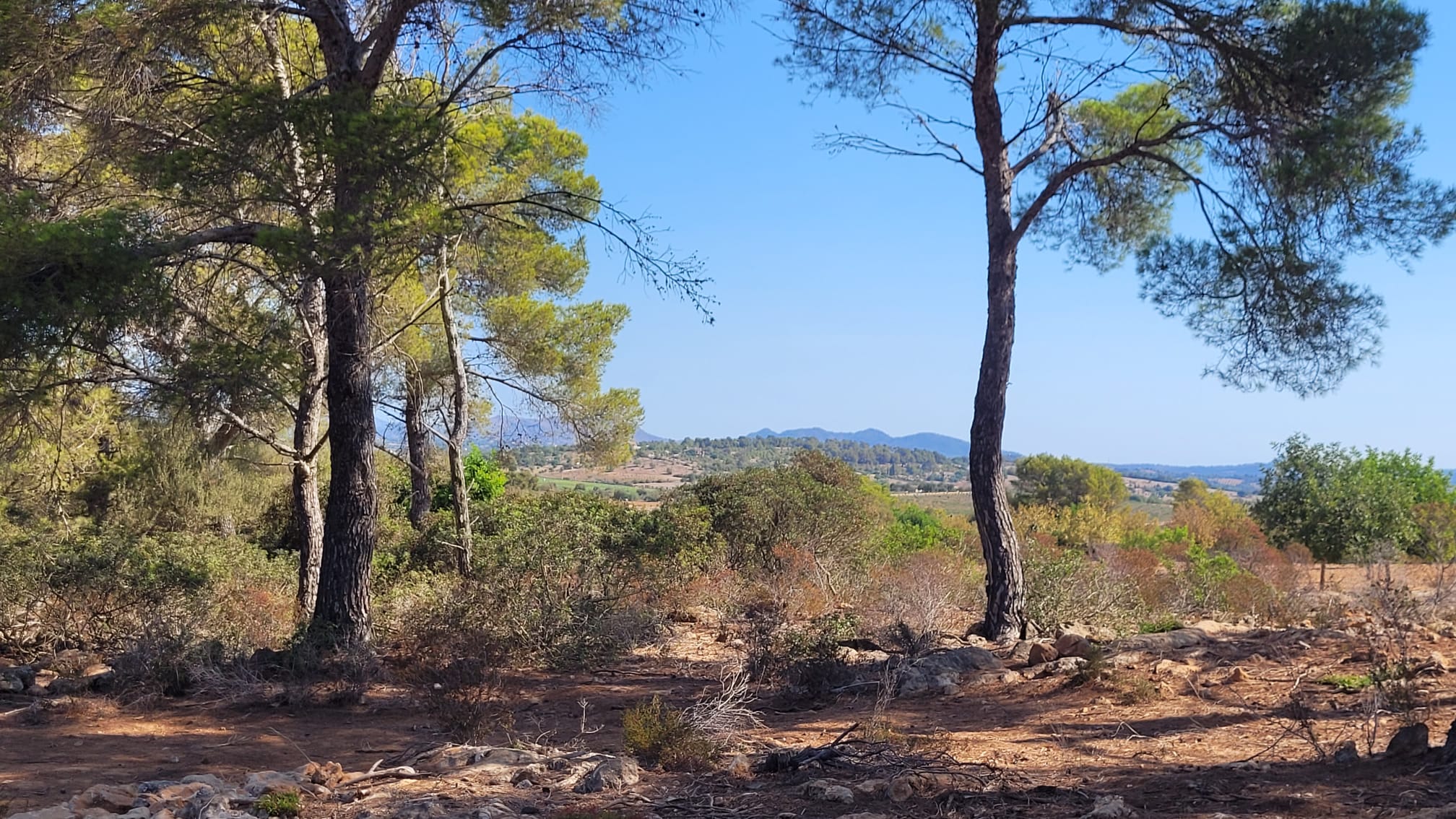1378-Plot-for-sale-in-Manacor-PHOTO-2023-05-23-16-11-20_1.jpg Terreno edificable con proyecto aprobado en Son Amoixa, Manacor