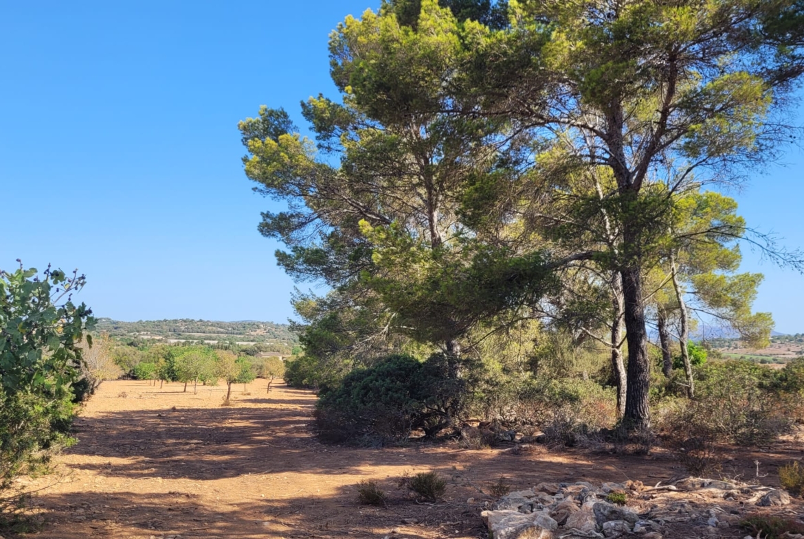 Terreno edificable con proyecto aprobado en Son Amoixa, Manacor
