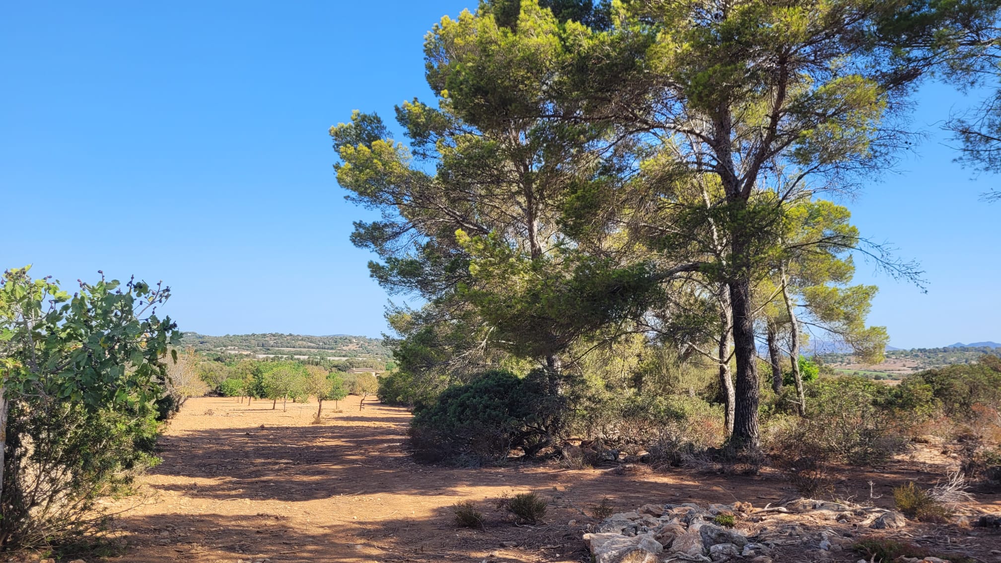 1378-Plot-for-sale-in-Manacor-PHOTO-2023-05-23-16-11-21.jpg Terreno edificable con proyecto aprobado en Son Amoixa, Manacor