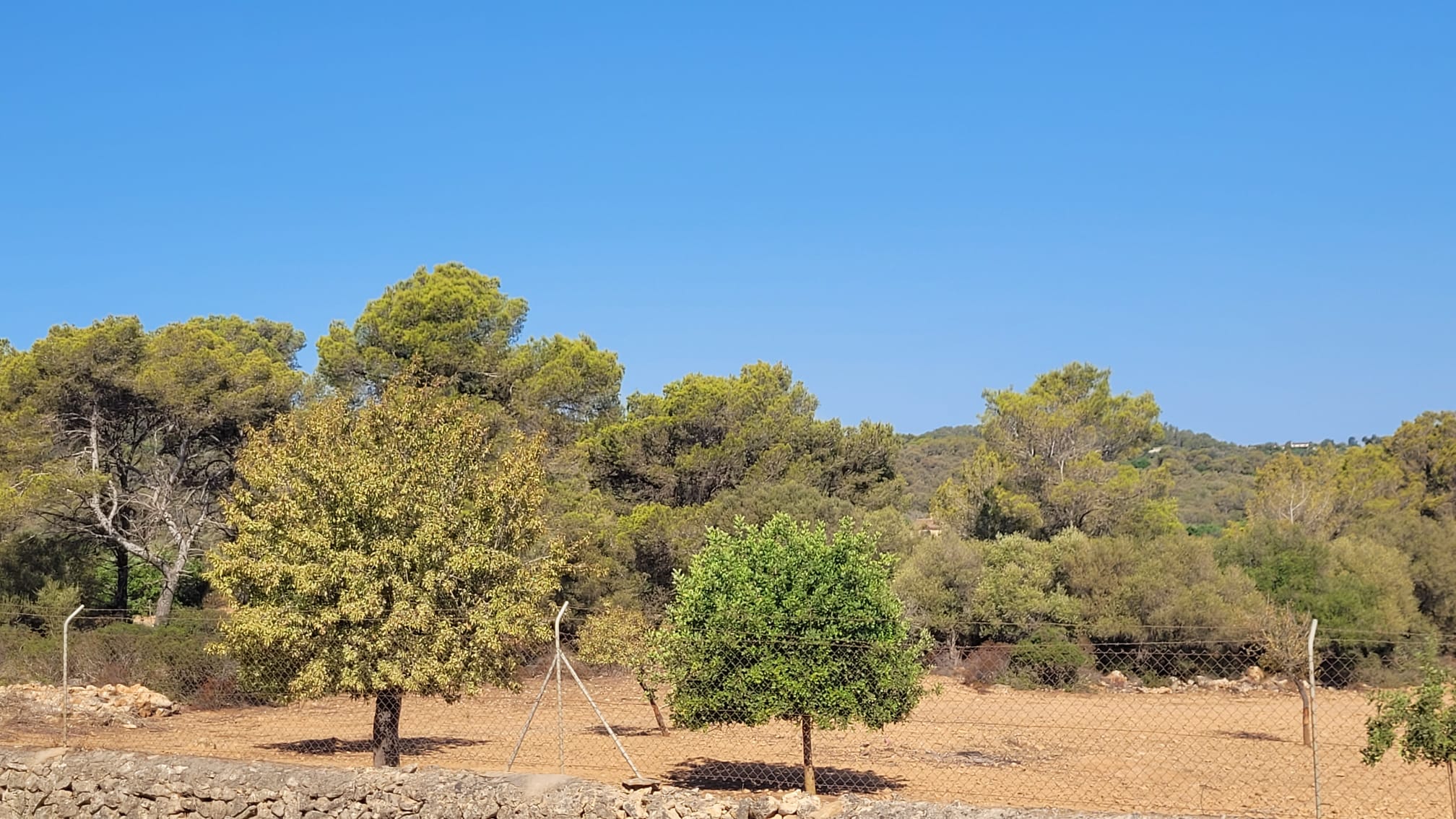1378-Plot-for-sale-in-Manacor-PHOTO-2023-05-23-16-11-21_4.jpg Terreno edificable con proyecto aprobado en Son Amoixa, Manacor