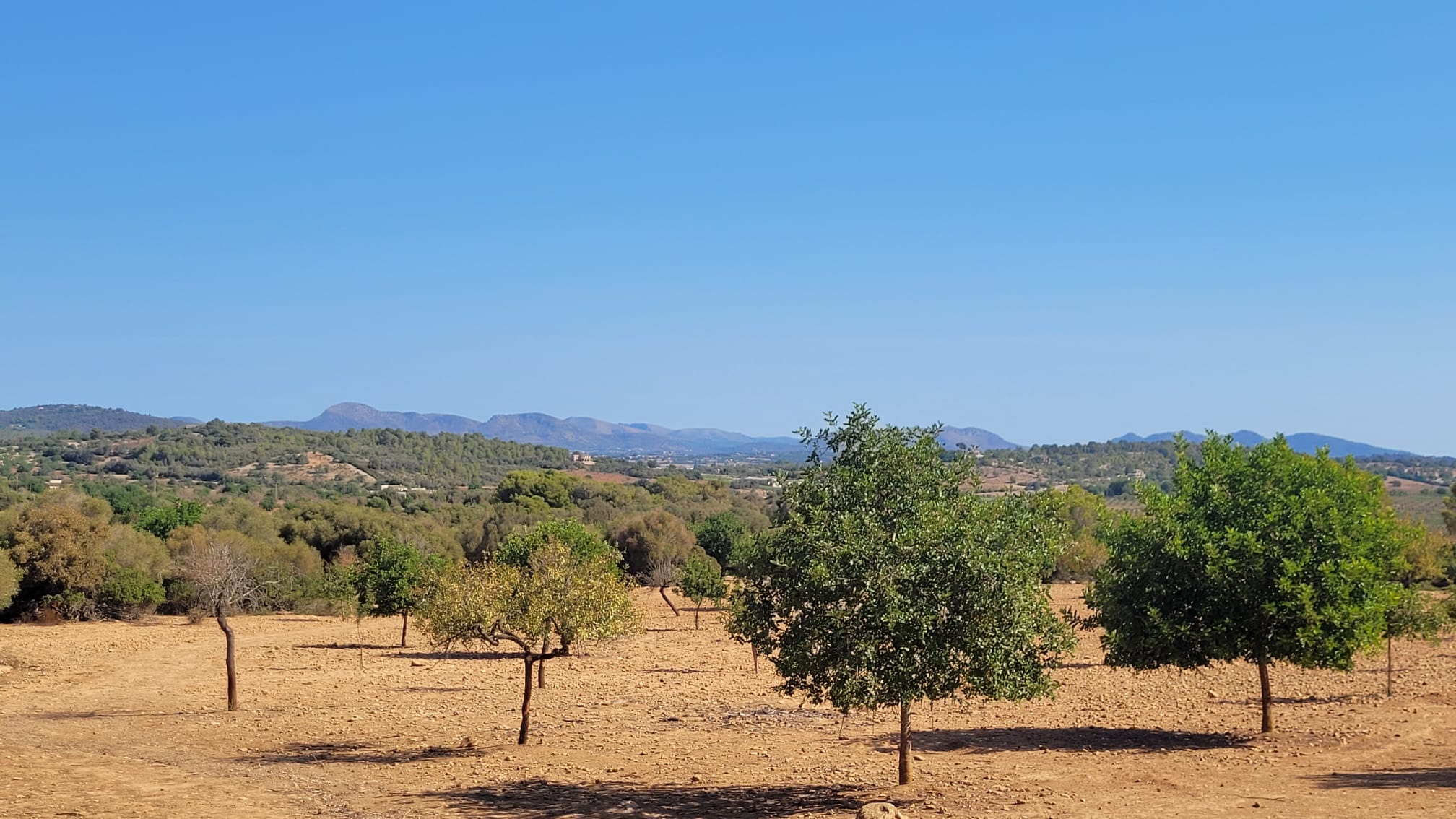 1378-Plot-for-sale-in-Manacor-PHOTO-2023-05-23-16-11-23_2.jpg Terreno edificable con proyecto aprobado en Son Amoixa, Manacor
