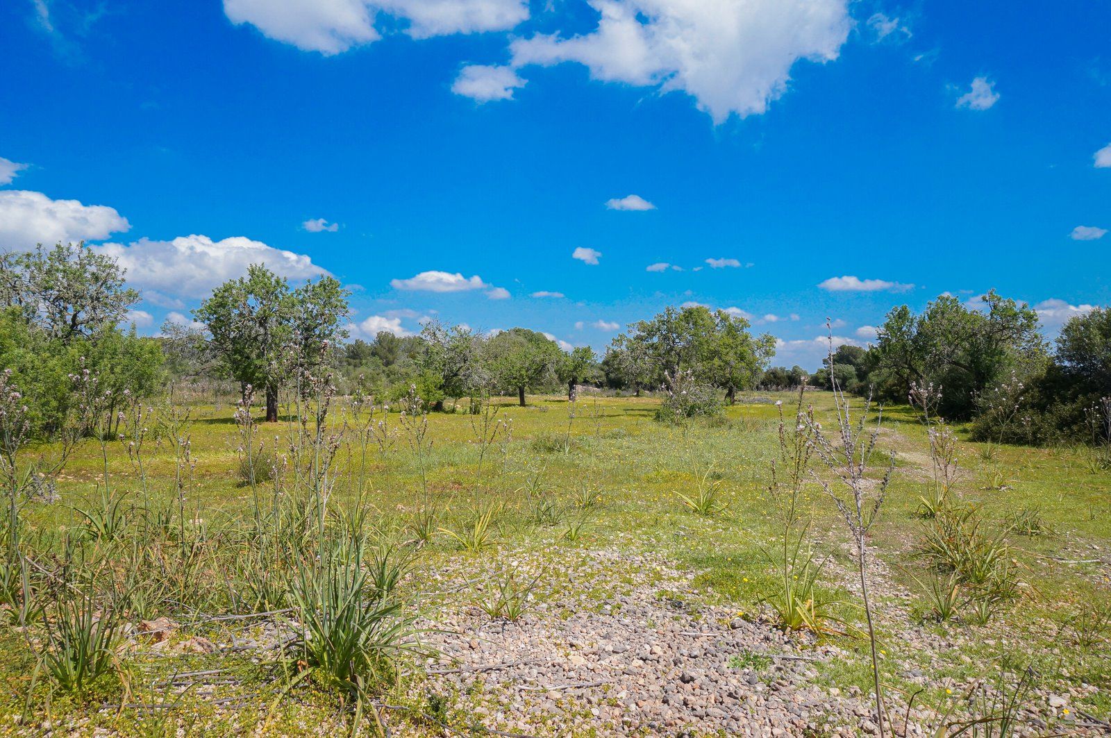 14-866-Villasyfincasmallorca.jpg Finca rústica junto a Cala Pí — 136.400 m², término Llucmajor, a 10 min de la costa