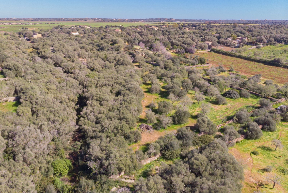 Rustic Land with Sea Views for Sale in Ses Salines, Mallorca