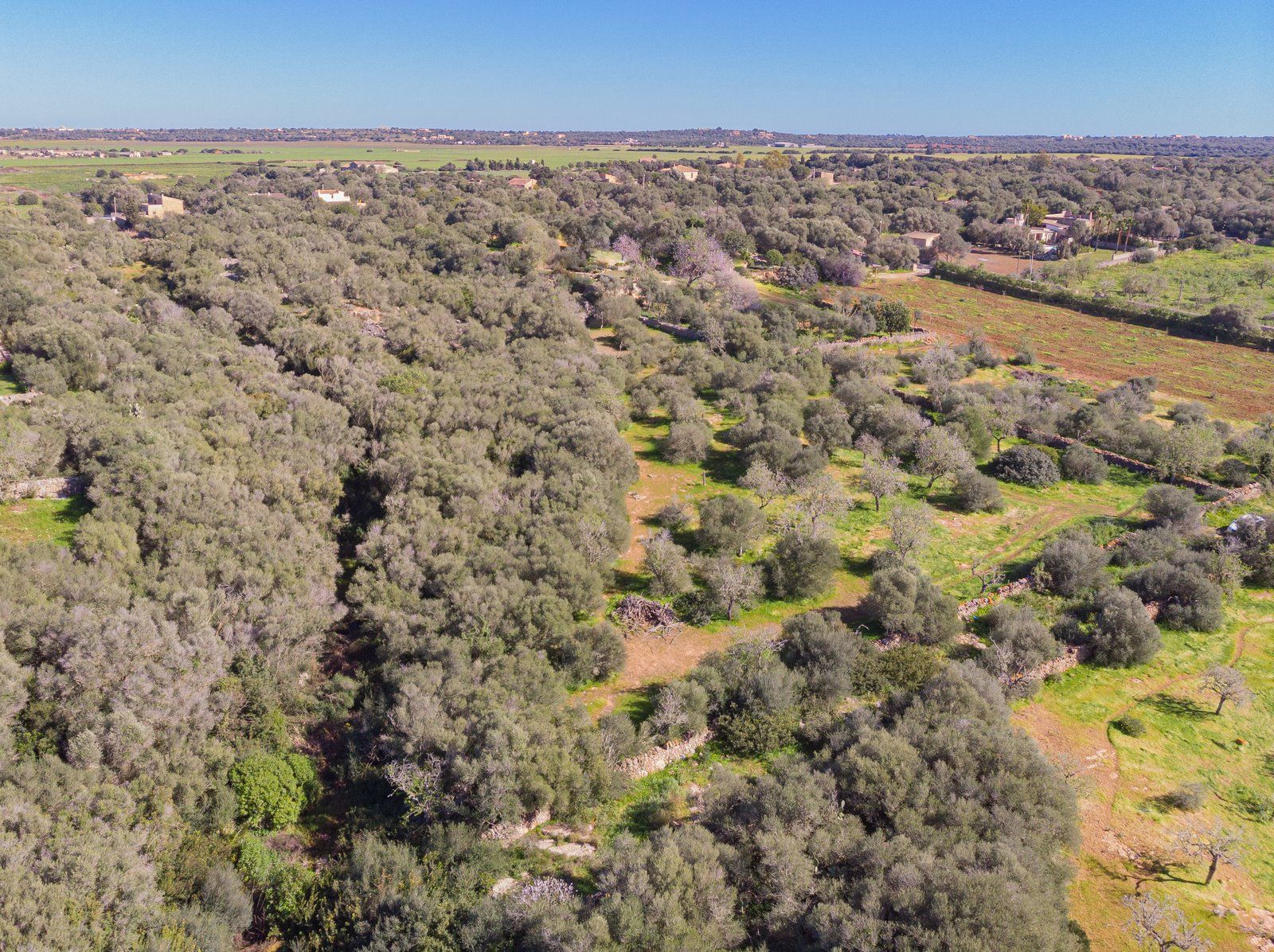 Rustic Land with Sea Views for Sale in Ses Salines, Mallorca