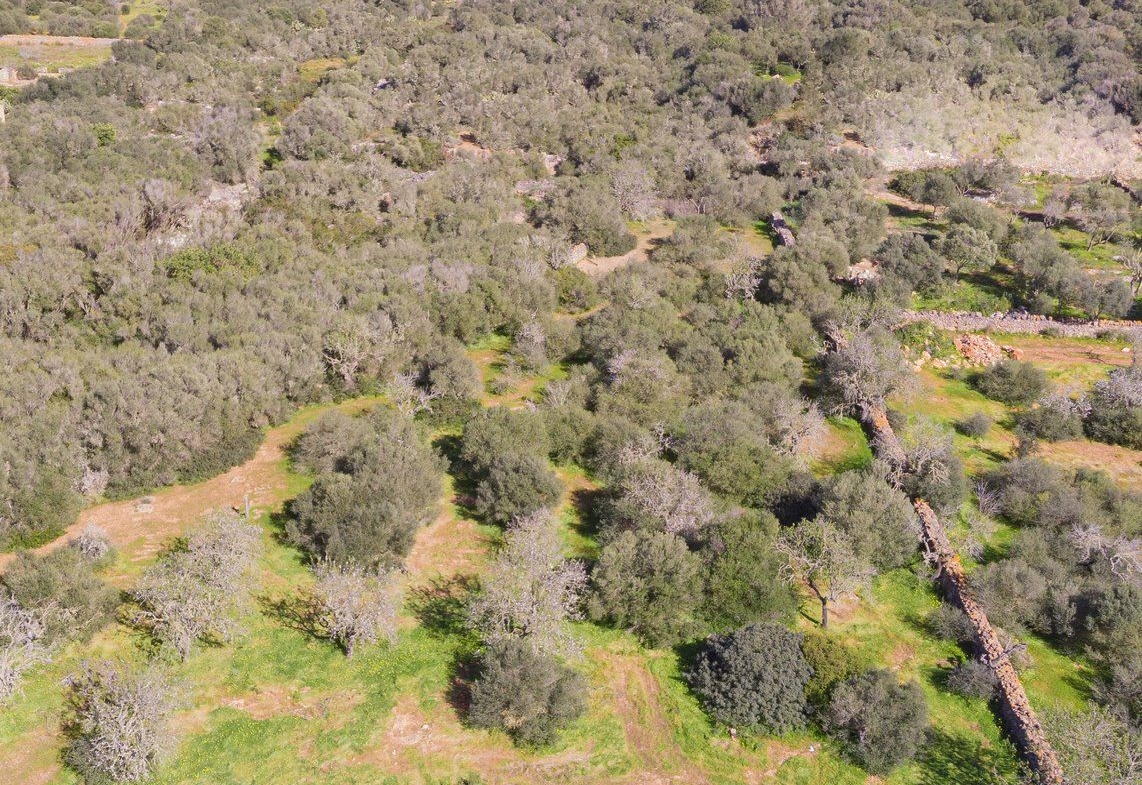 Rustic Land with Sea Views for Sale in Ses Salines, Mallorca