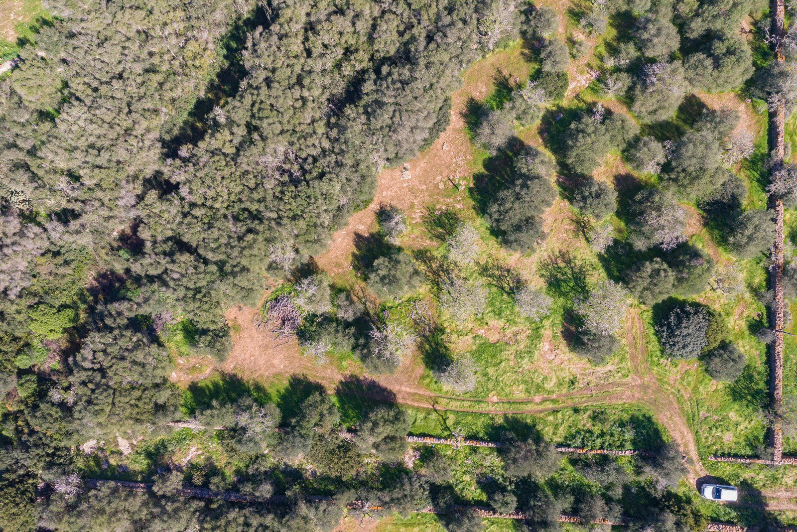 Rustic Land with Sea Views for Sale in Ses Salines, Mallorca