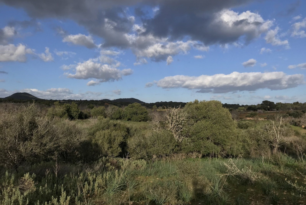 Country Home Plot with Project Near Santanyí: 20,000 m² Land