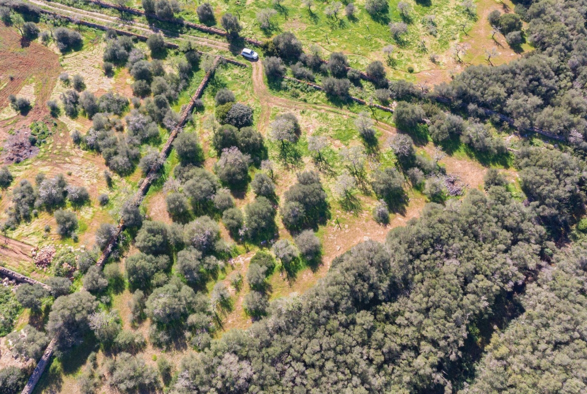 Rustic Land with Sea Views for Sale in Ses Salines, Mallorca