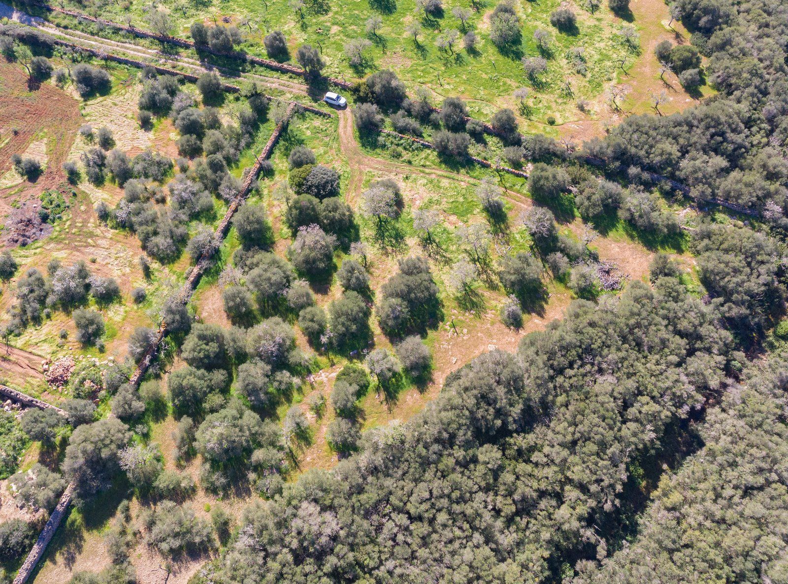 Rustic Land with Sea Views for Sale in Ses Salines, Mallorca