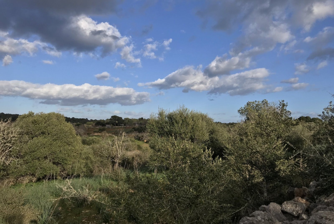 Country Home Plot with Project Near Santanyí: 20,000 m² Land