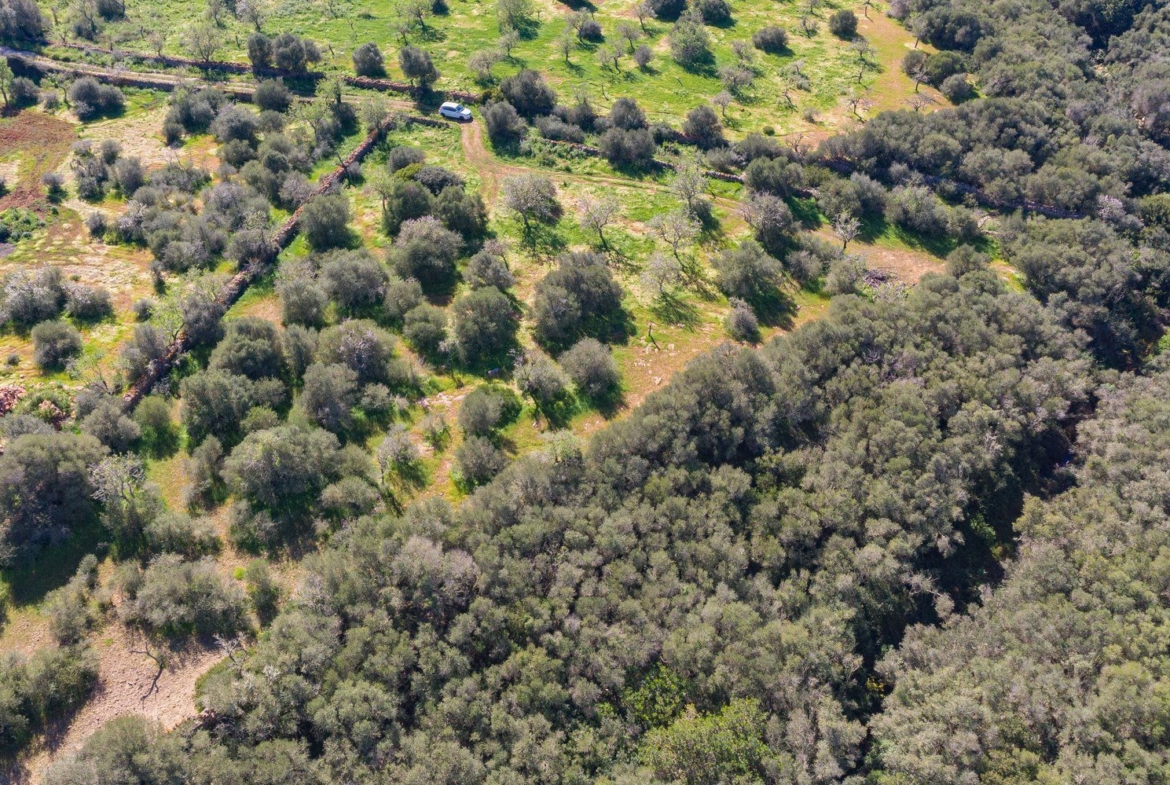 Rustic Land with Sea Views for Sale in Ses Salines, Mallorca