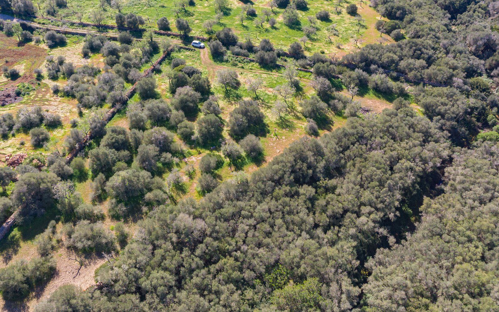 Rustic Land with Sea Views for Sale in Ses Salines, Mallorca