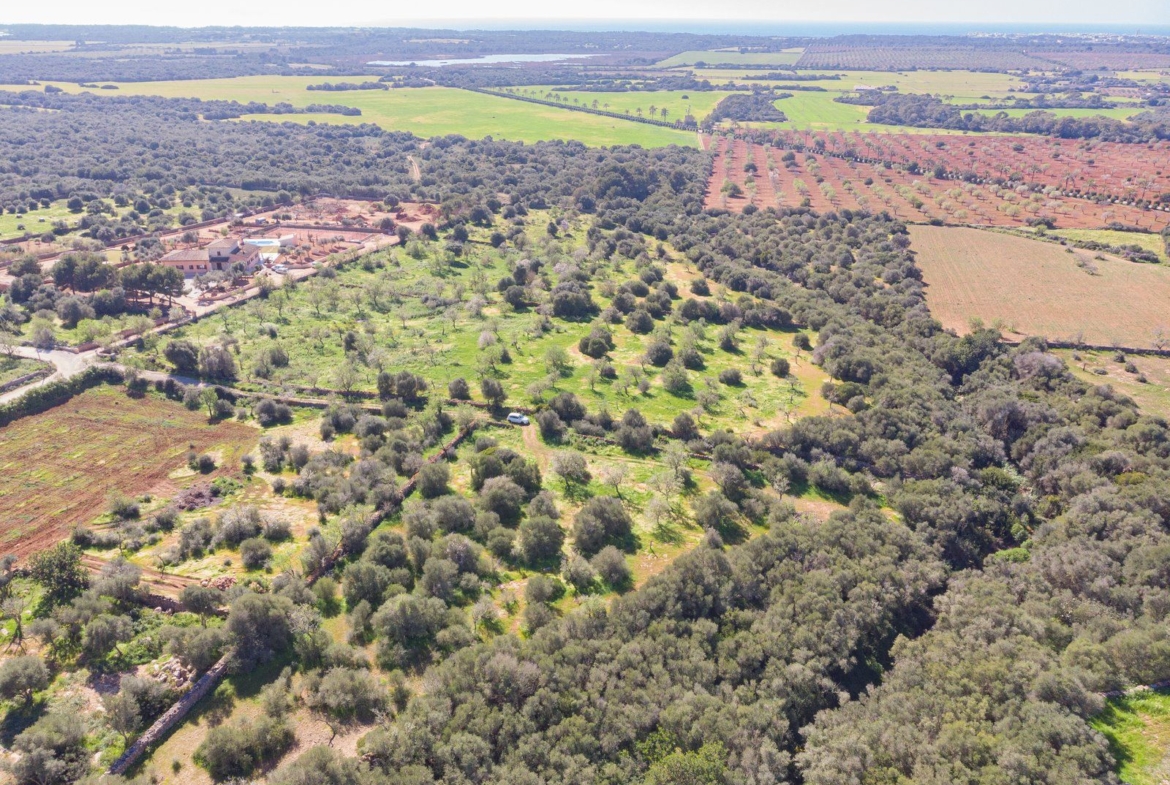 Rustic Land with Sea Views for Sale in Ses Salines, Mallorca