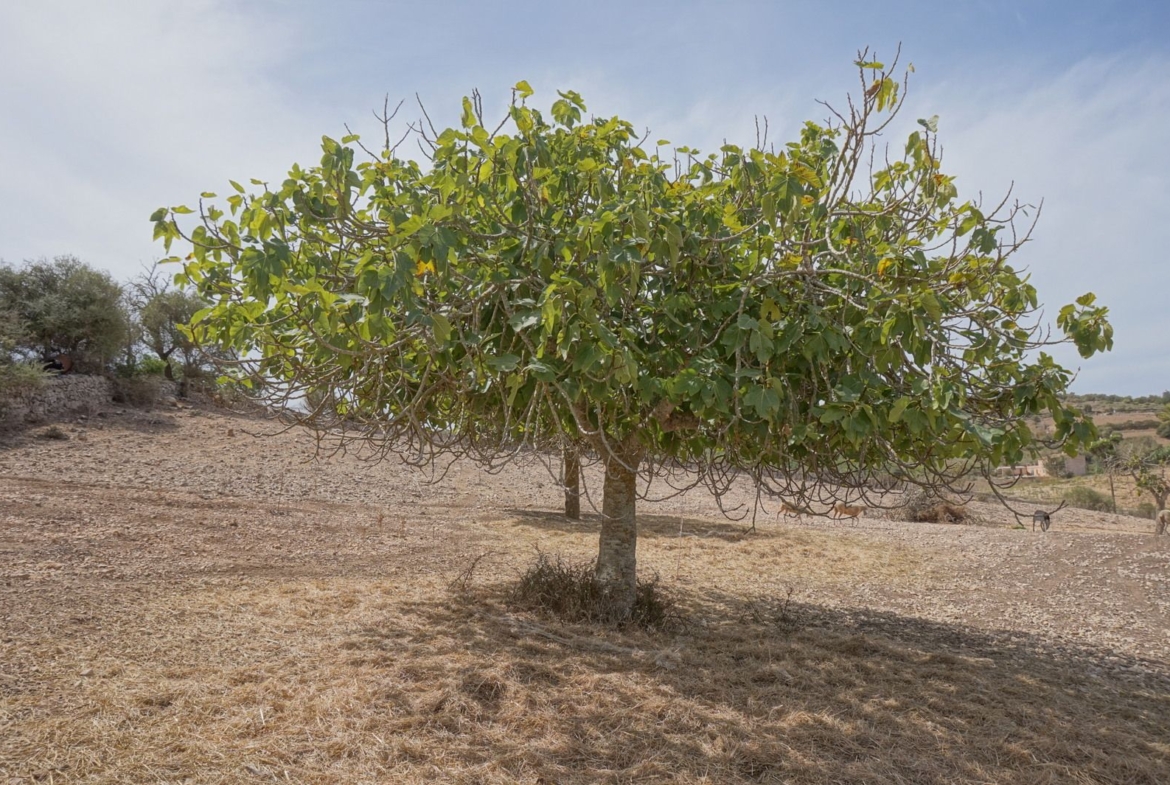 Casa de campo en Son Macià – finca rústica con jardín en Manacor