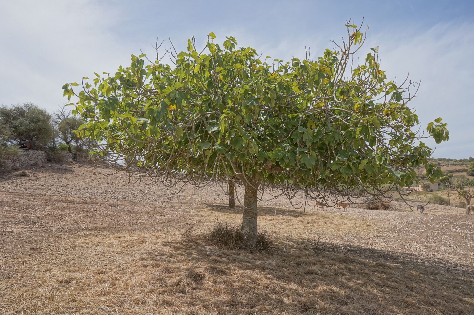 DAV22090711.jpg Casa de campo en Son Macià – finca rústica con jardín en Manacor