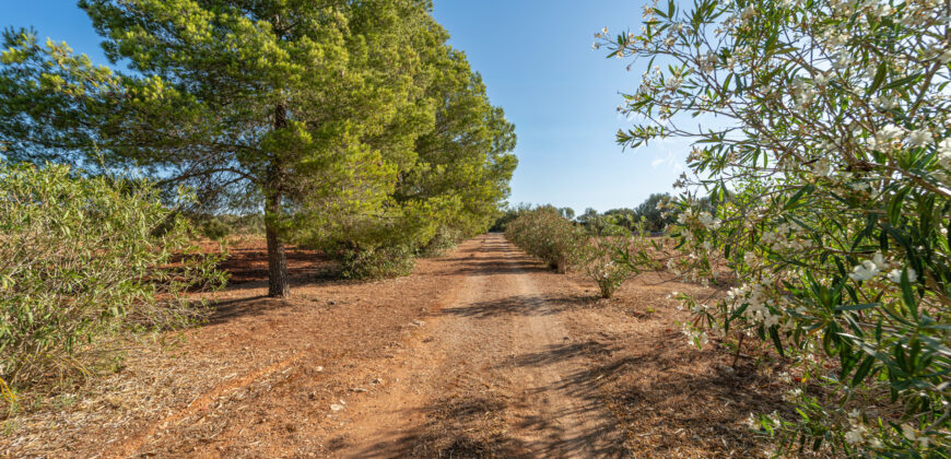 Finca zu verkaufen in Campos mit Grundstück und eigenem Brunnen