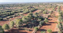 Country house for sale in Campos with land and private well