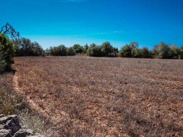 Parcela edificable de 26.000 m² en Ses Salines, Mallorca