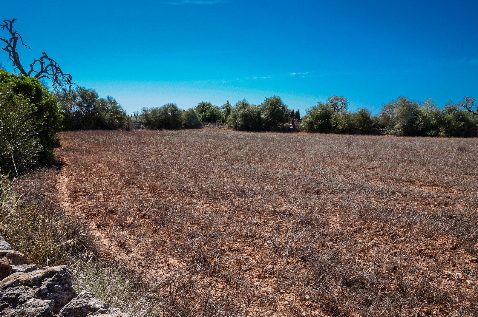 Parcela edificable de 26.000 m² en Ses Salines, Mallorca