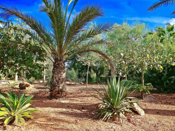 Casa de campo en alquiler junto a Es Trenc, Campos
