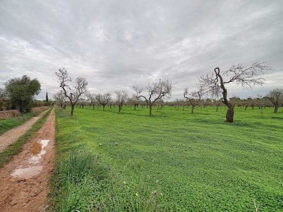 Parcela edificable entre Llucmajor y Campos, 21.900 m²