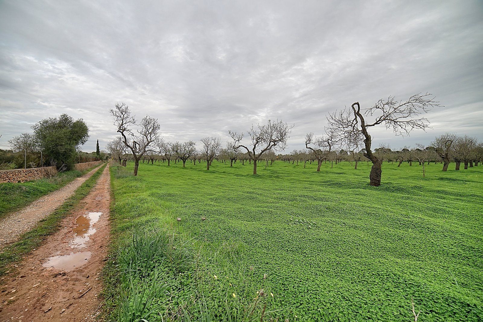 Parcela edificable entre Llucmajor y Campos, 21.900 m²